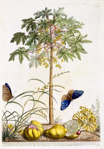 Papaya, ca 1748 (handkolorerad gravyr)